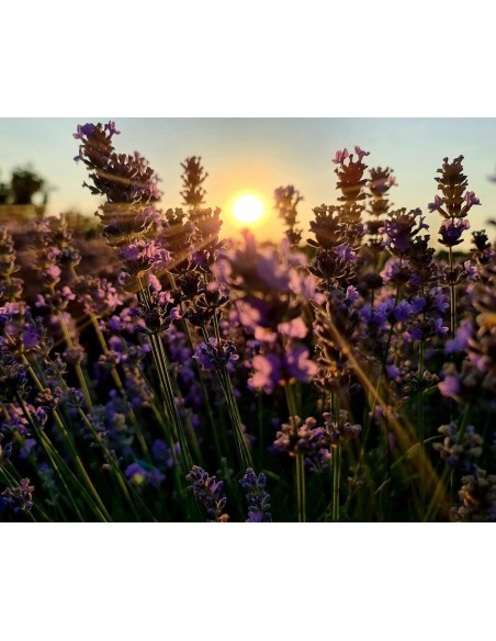 a sample image